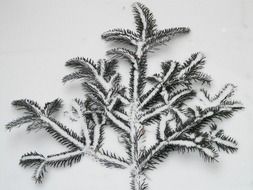 a branch of needles on a white surface