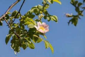 wild rose on a branch