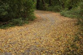 yellow fallen leaves on forest road