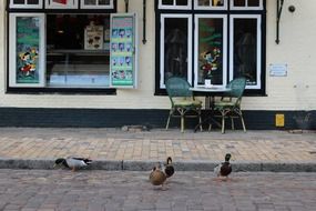 mallard on the city