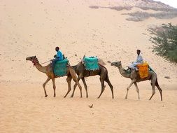 Camels in Desert