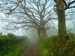 road to the foggy forest