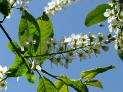flowers on marsh cherry