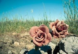 road flowers