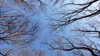 crown of treetops