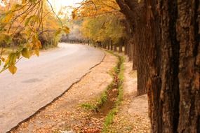 autumn trees along the road