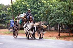 Riding with a cows on a road