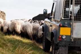 livestock and car