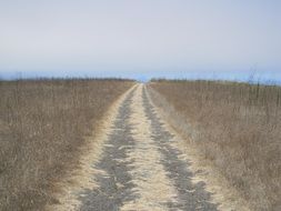 long road in wheat field scene
