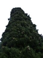 real cypress cone tree