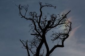 tree branches at the back light