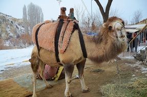 camel with saddle outdoor at winter