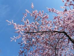 cherry blossom on the tree