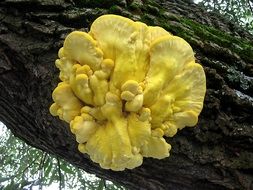 yellow mushroom on the bark of a tree
