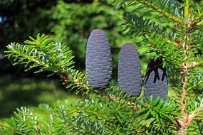 blue coniferous cones