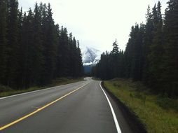 winding road in spruce forest