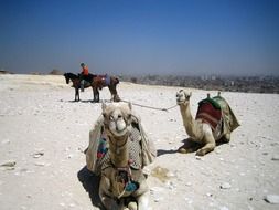 camels in egypt