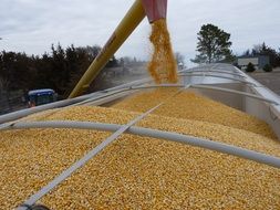 corn grain loading