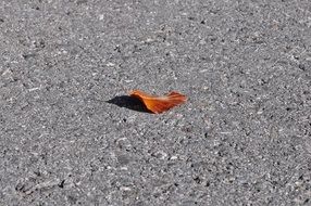 brown leaf on a gray road on a sunny day
