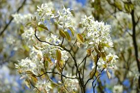 amelanchier white flowers