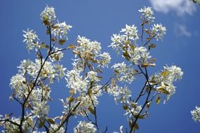 flowering tree in spring against a blue sky