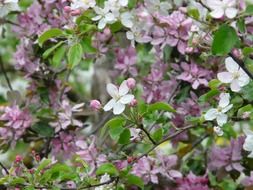 violet apple tree