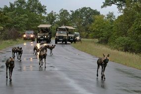 wild dogs on rainy street