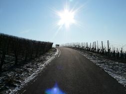 Wintry vineyard