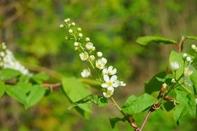 Inflorescence of the white flowers