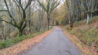 fallen leaves along a curve of the road