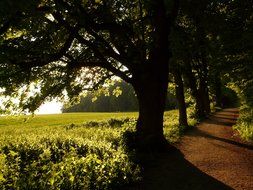 trees on the avenue