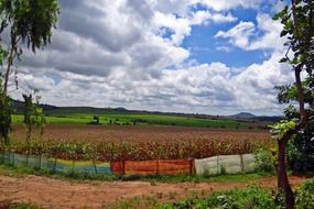 maize cultivation harvest