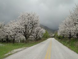 white cherry flowering trees near road