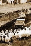 a flock of sheep in front of the car