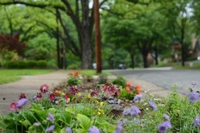 after rain flowers