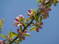 apple blossoming branch
