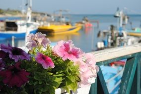 boats moored to the coast in cyprus