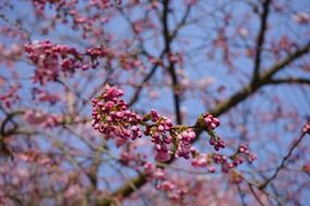 buds of flowers on chinese cherry