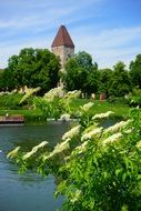photo elderberry on background Ulm tower