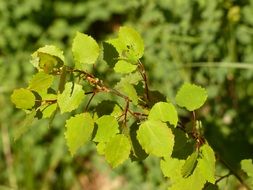 leaves of the green tree