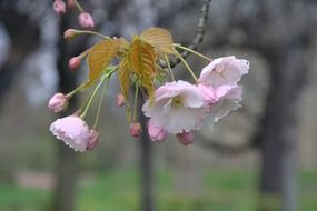 delicate cherry flower