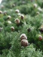 green cypress on the garden