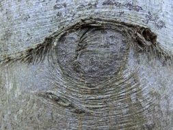 tree bark in the form of an eye