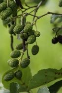 green alder branch