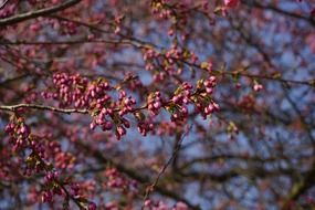 ornamental tree in spring