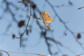 yellow leaf on a thin branch of a tree