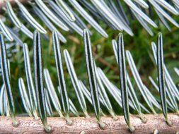 white fir needles, macro