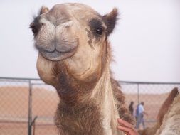 nice camel