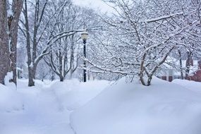 snowdrifts of snow near trees in michigan