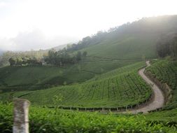 country hillside